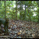 Image for article titled The Very Best Camera Trap Photography